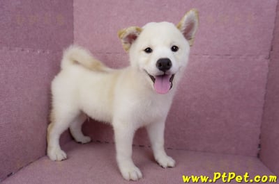 07/22白色柴犬公幼犬(新竹新埔)7