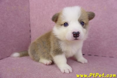 04/16雙色柯基犬公幼犬4