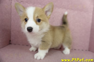 05/09雙色柯基犬母幼犬2號(高雄前鎮)13