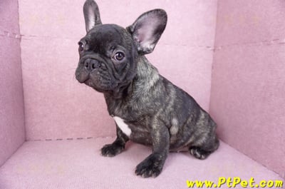 09/18虎斑色法國鬥牛母幼犬(屏東長治)12