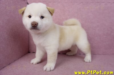 07/22白色柴犬母幼犬(台北市林)6