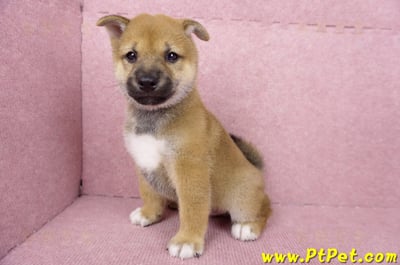 06/09赤色柴犬公幼犬3號(高雄橋頭)11