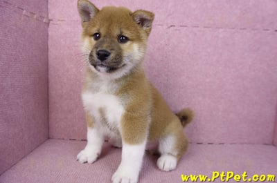 11/19赤色柴犬公幼犬(台中豐原)10