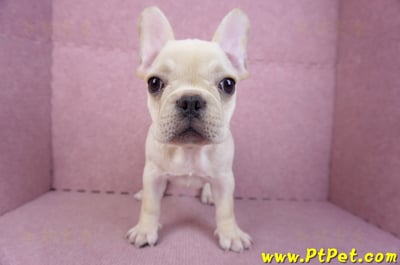 07/25奶油色法國鬥牛母幼犬2號(桃園楊梅)2