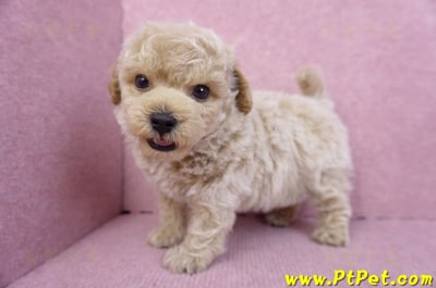 09/23泰迪比熊公幼犬(苗栗苑裡)8