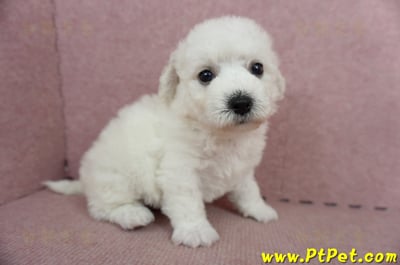 05/22比熊犬公幼犬2號(桃園中壢)3