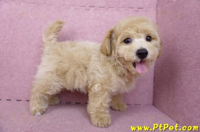 08/14泰迪比熊公幼犬3號(高雄新興)6