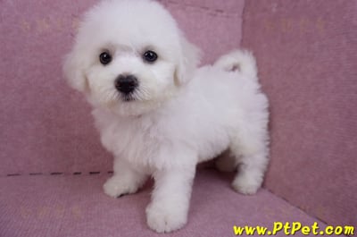 07/22比熊犬母幼犬2號(屏東新園)9