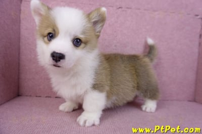 11/05雙色柯基犬公幼犬4號(台南安平)8