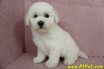 05/20比熊犬公幼犬2號(高雄苓雅)10