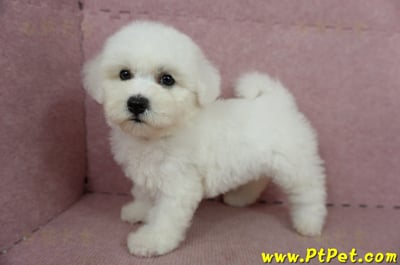 05/20比熊犬母幼犬2號(台南東區)6