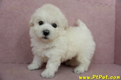 01/13泰迪比熊公幼犬(桃園市)12