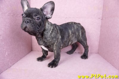 09/18虎斑色法國鬥牛母幼犬(屏東長治)11