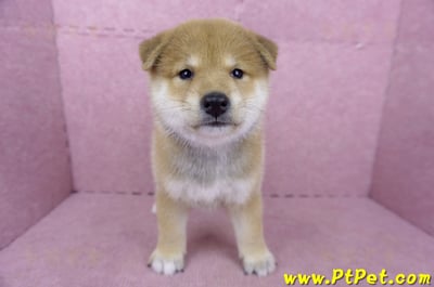 05/07赤色柴犬公幼犬1