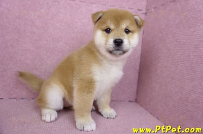 01/16赤色柴犬母幼犬4