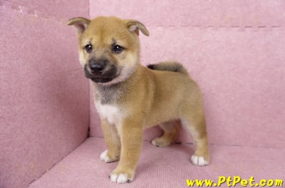 06/09赤色柴犬公幼犬3號(高雄橋頭)9