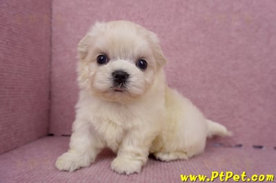 06/26迷你型馬爾濟斯 I 公幼犬1號(桃園八德)10