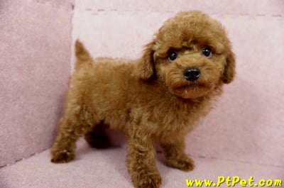 04/15玩具型紅貴賓公幼犬(基隆中山)5