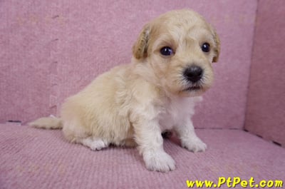 08/14泰迪比熊母幼犬(屏東新園)3