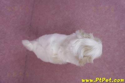 07/18馬爾泰迪母幼犬6