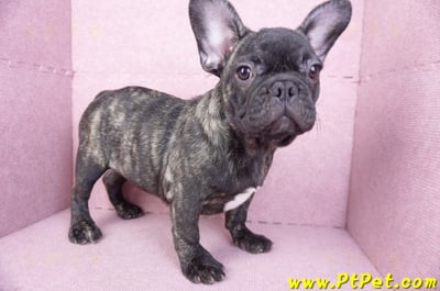 09/18虎斑色法國鬥牛母幼犬(屏東長治)8