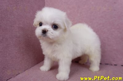 09/21馬爾濟斯公幼犬(高雄左營)8