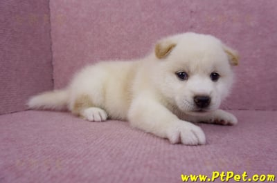 05/20白色柴犬公幼犬2