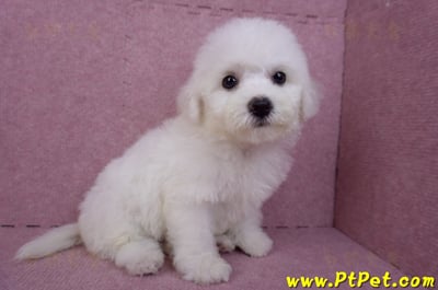 07/22比熊犬母幼犬2號(屏東新園)6