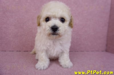 09/23泰迪比熊母幼犬1號(新北樹林)3