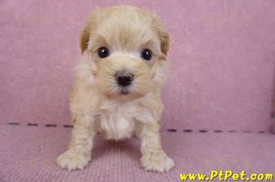 11/02馬爾泰迪 II 公幼犬1號(偏小)(花蓮壽豐)2