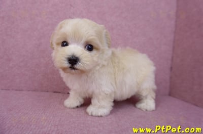 08/02奶油色馬爾泰迪公幼犬(桃園龍潭)13