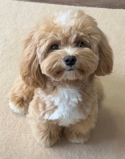 馬爾泰迪介紹11