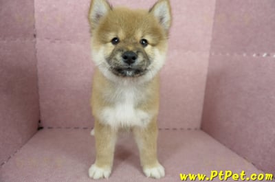 04/29赤色長毛柴犬公幼犬(高雄小港)1