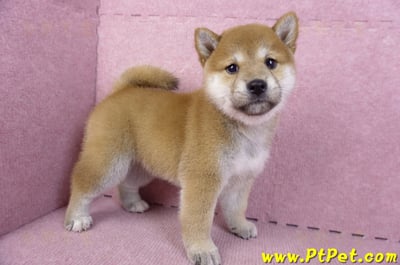 10/15赤色柴犬母幼犬(高雄苓雅)6