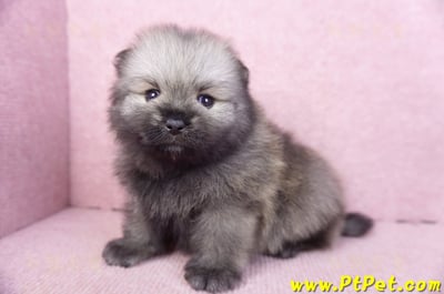 02/10棕色松鼠博美公幼犬8