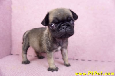 09/08巴哥母幼犬3號(新北五股)7