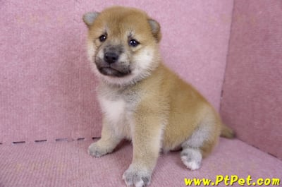 09/21赤色柴犬母幼犬1號(高雄橋頭)5