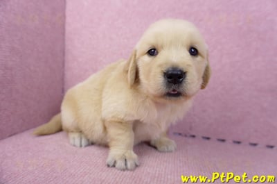 07/18黃金獵犬母幼犬3號(新北新莊)4