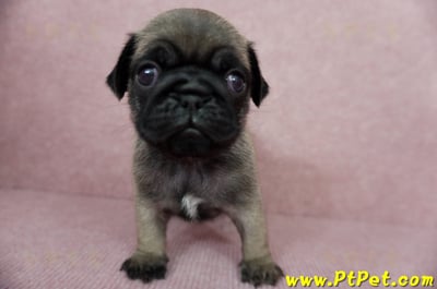 04/02巴哥公幼犬3號(台北內湖)2