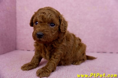 01/26紅貴賓母幼犬(雲林虎尾)7