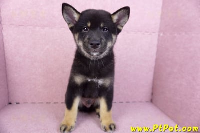 10/15黑色柴犬公幼犬(基隆七堵)2