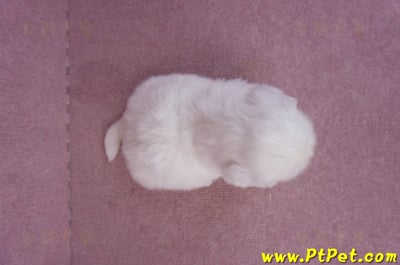 10/31北京狗母幼犬1號(台北北投)7