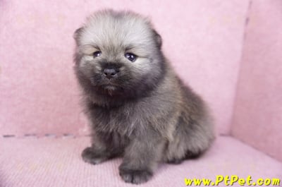 02/10棕色松鼠博美公幼犬7