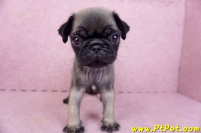 09/08巴哥公幼犬(台南善化)1