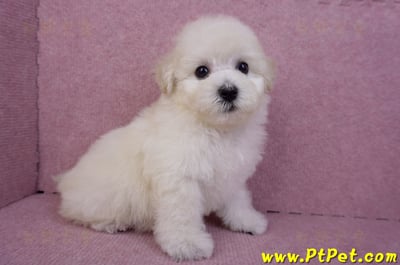 07/22比熊犬母幼犬2號(桃園平鎮)5