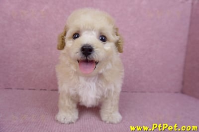 09/23泰迪比熊母幼犬3號(高雄大寮)4