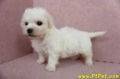 01/12比熊犬公幼犬(屏東市)9