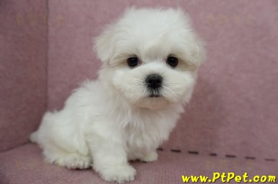 04/17迷你型馬爾濟斯公幼犬(台中北屯)6