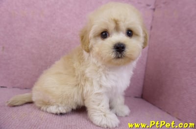 12/10馬爾泰迪公幼犬(台北信義)4