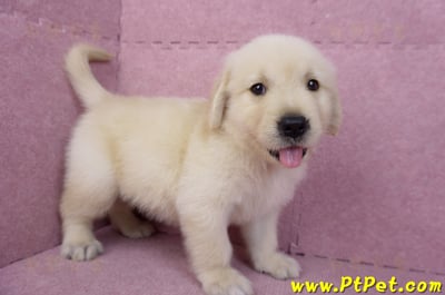 07/18黃金獵犬公幼犬4號(台北)3